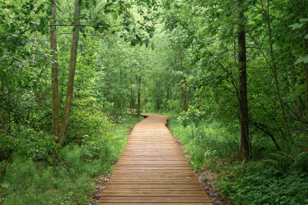 istock wooden sidewalk on educational nature trail in the forest 2162371268