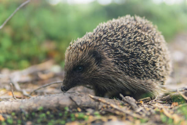 istock wild hedgehog in natural habitat 2162371579