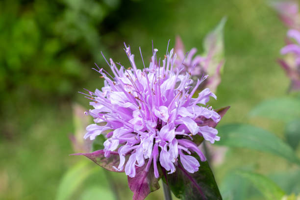 istock Fragrant pink monarda flowers in the garden. 2162373075