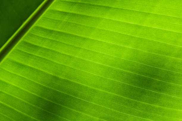 istock Green tropical palm banana leaf background texture. 2162374239