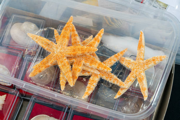 Dried sea stars
