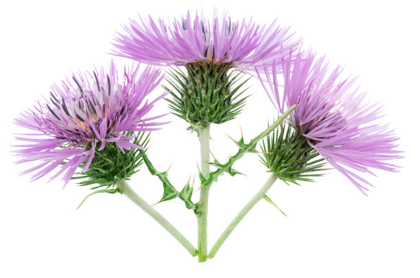 istock Purple milk thistle flower isolated on white background. 2162374926
