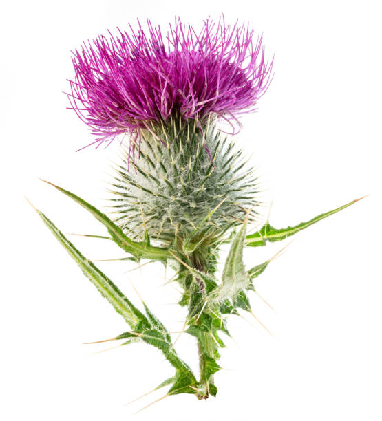 istock Milk thistle or St. Mary's thistle flower isolated on white background. 2162374936