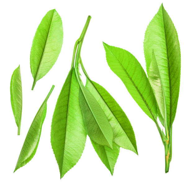 istock Set of fresh tea leaves on white background. File contains clipping paths. 2162374975