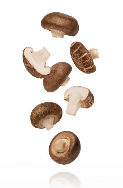 Shiitake mushroom on white stock photo