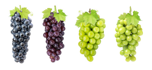 Collection of various types of grapes