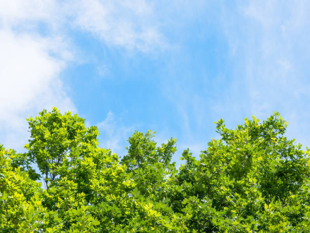 istock Spring or summer nature background with green trees leaves on blue sky background 2162377597