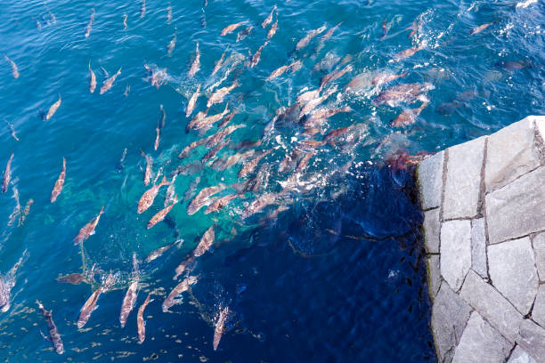 On a sunny day in January 2024, a school of red sea bream swims at the Kanagawa Prefectural Fisheries Technology Center on Jogashima Island, which sits at the tip of the Miura Peninsula in Miura City, Kanagawa Prefecture (Miura City, Kanagawa Prefecture).