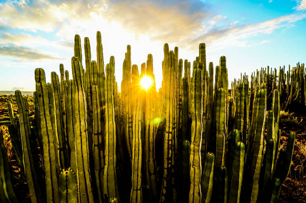 istock A field of cacti with the sun shining on them 2162380141