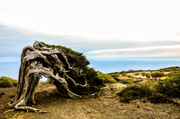 istock A tree with a twisted trunk is standing in a field 2162380254