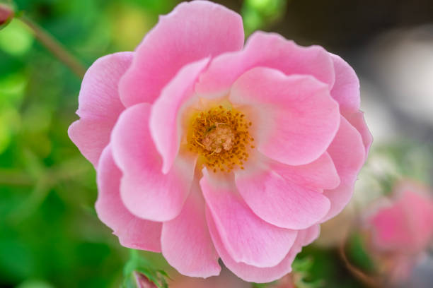 Macro blooming pink rose close up. Pink rose head blooming. Selective focus, soft bokeh, pastel colors.
