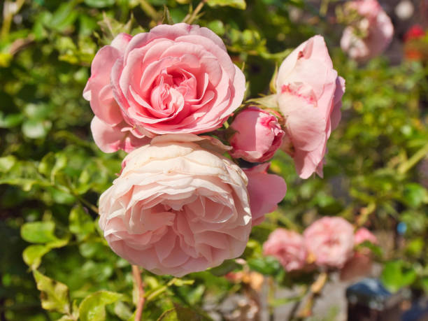 istock Roses in the July sun. 2162381363