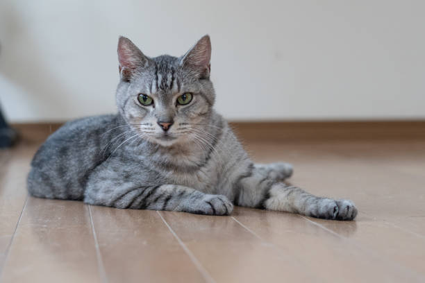 istock The gaze of a lying cat 2162381475
