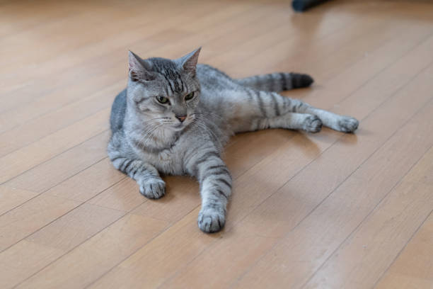 istock The gaze of a lying cat 2162381507