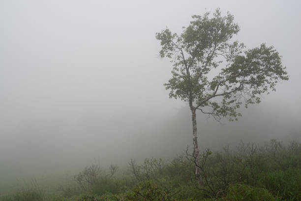 Kirigamine, a promenade shrouded in mist