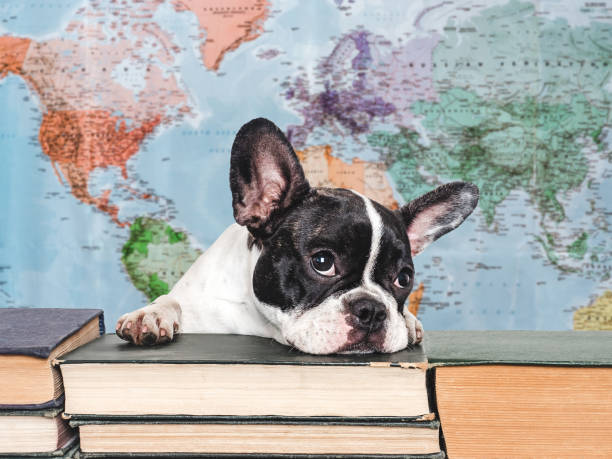 istock Cute puppy and old books. Studio shot 2162382050