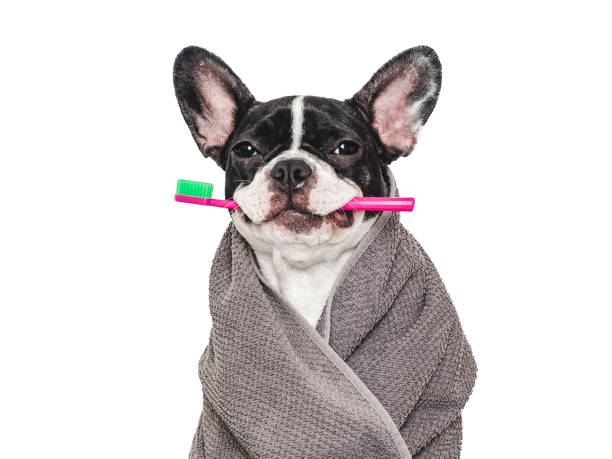 istock Cute puppy, towel and toothbrush. Studio shot 2162382915