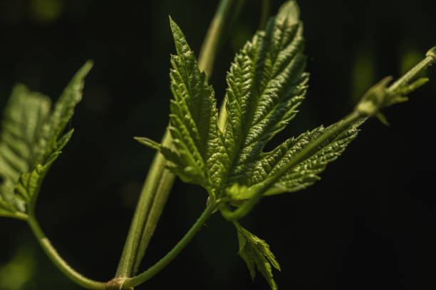 large, green leaf of wild grape, close-up with partial focus