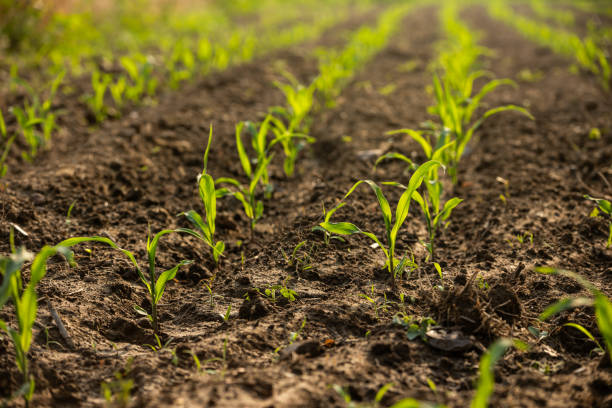 istock Young corn field with green shoots 2162383529