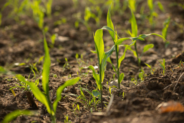 istock A field of young corn sprouts growing in neat rows under the warm sunlight 2162383614