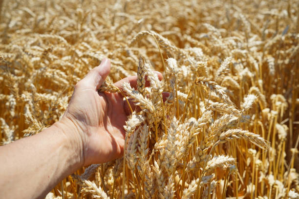 Close-up view of a man's hand holding ears of wheat in a field.