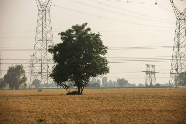 Power lines over a wheat field