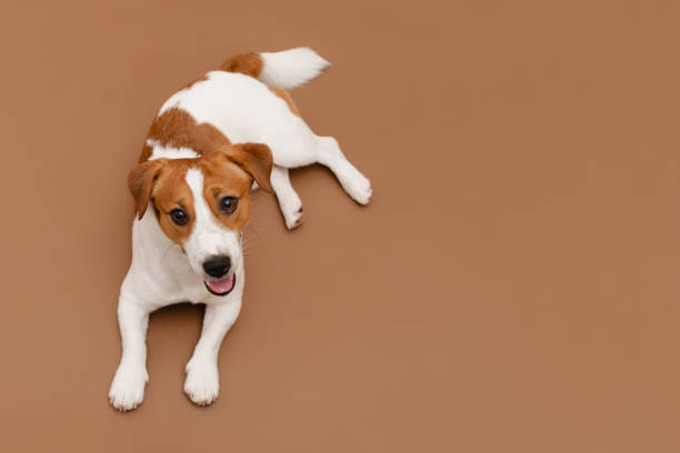 Cute Jack Russell Terrier dog is lying on a brown studio background and looking at the camera. Playful white-brown dog or pet is looking happy isolated on brown background. Top view, copy space