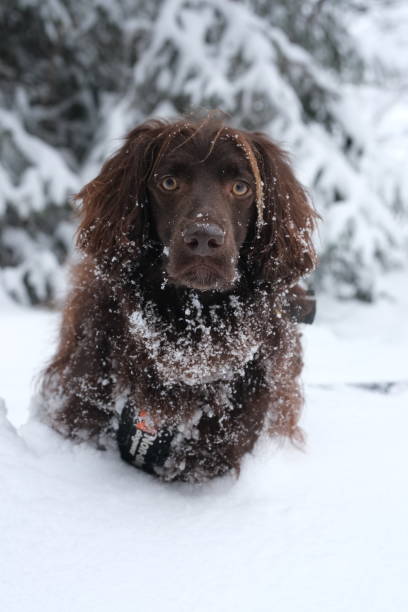 istock Dog playing in the snow 2162385431