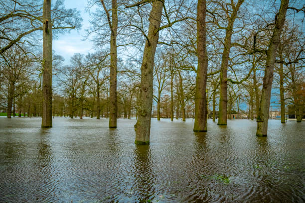 Flooded forest with turquoise water and reflections of tall trees