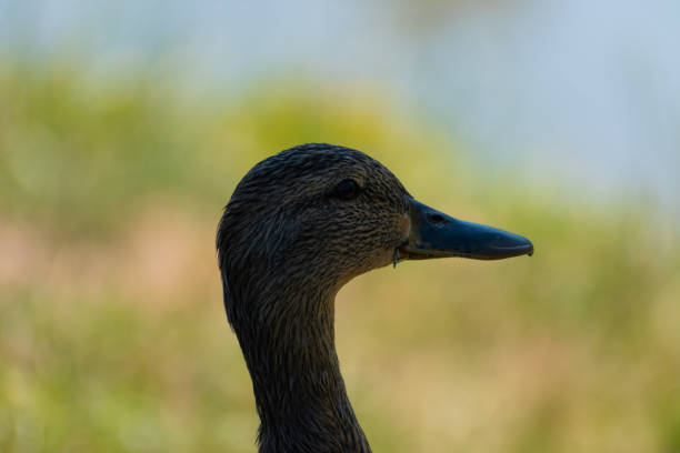 Portrait of mallard duck