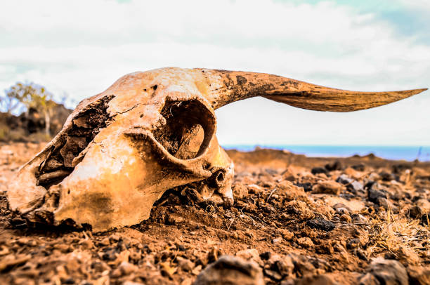 A skull is laying on the ground in a desert. The skull is old and has a lot of dirt on it. The desert is dry and barren, with no vegetation in sight