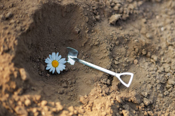 istock A small white flower is in a hole in the ground 2162387787