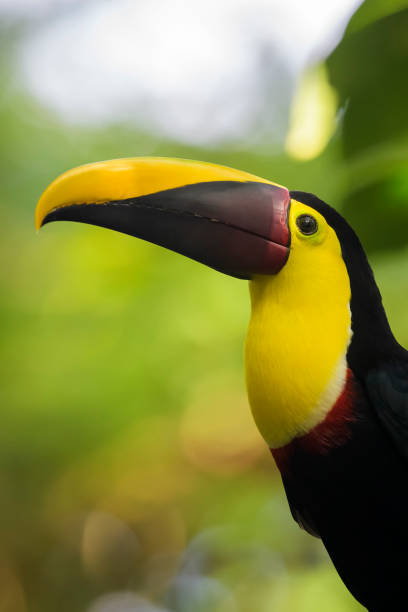 istock Black-mandibled toucan (Ramphastos ambiguus) 2162388365
