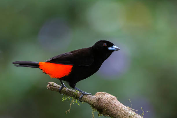 istock Passerini's Tanager or cherrie's tanager (Ramphocelus passerinii) 2162388393