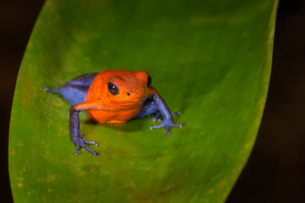istock Strawberry poison dart frog (Oophaga pumilio) 2162388436