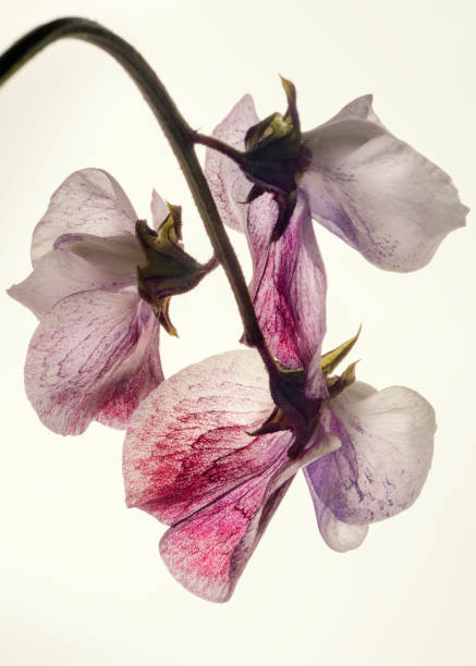 A close up of three Sweet pea flowers against a plain pale yellow background;