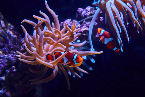 istock Clownfish in Anemone Sanctuary Underwater Scene 2162389452