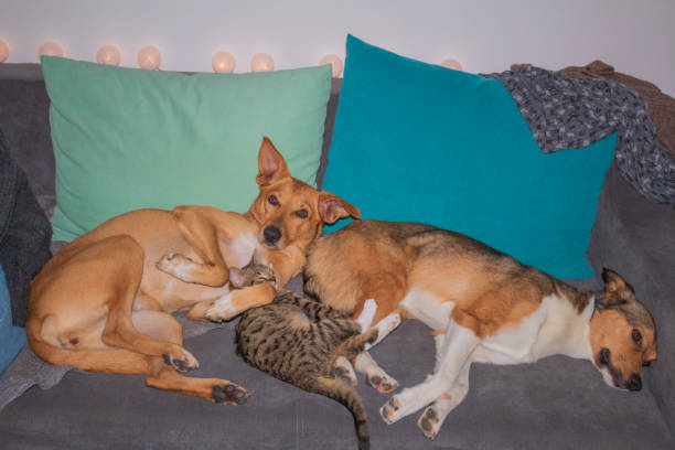 istock Cat, dogs, animals, pets 2162390142