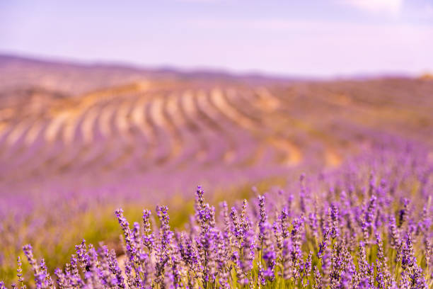 Lavender fields in San Felices, Soria, Spain.