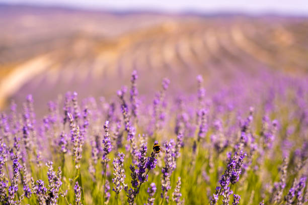 Lavender fields in San Felices, Soria, Spain. Bee flying over lavender fields.