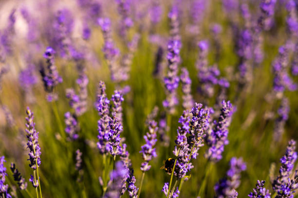 Lavender fields in San Felices, Soria, Spain. Bee flying over lavender fields.