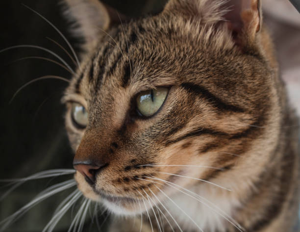istock Cat, dogs, animals, pets 2162390277