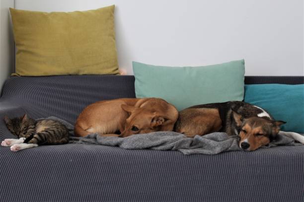 istock Cat, dogs, animals, pets 2162390357