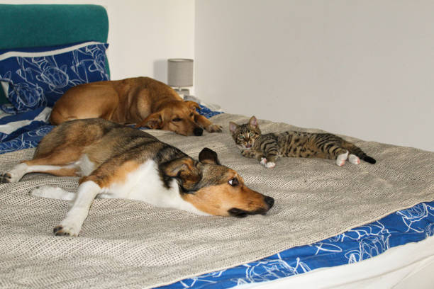 istock Cat, dogs, animals, pets 2162390382