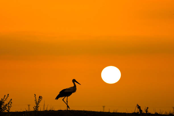 stork natural bird paradise delta. Kızılırmak deltası samsun Bafra türkiye