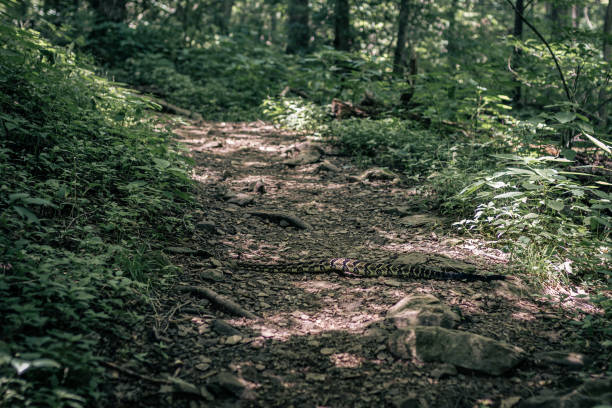 rattlesnake crawls over walkway in forest