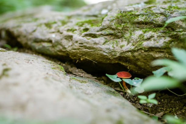 Mushrooms growing up in a forest ground