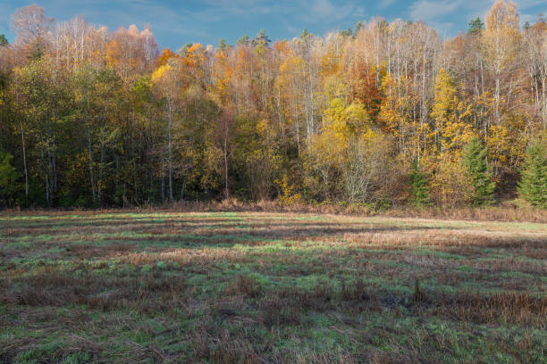 An autumn landscape featuring a golden cut rye field under a clear sky, with autumn trees displaying vibrant fall foliage.