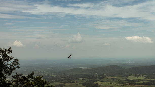 istock Big bird flying against cloudy blue sky 2162392129