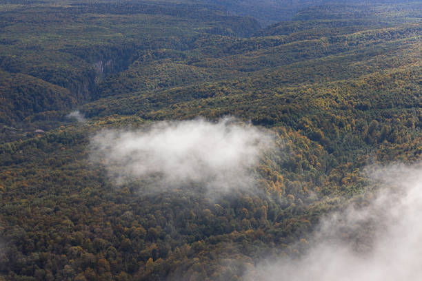 Aerial view on mystery  forest covered in fog.